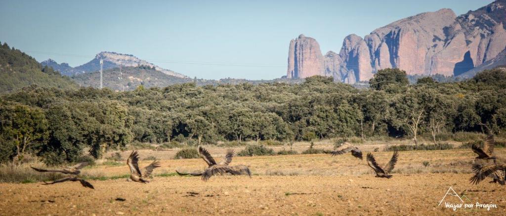 Apartamentos Turisticos Rio Gallego Fontellas  Dış mekan fotoğraf